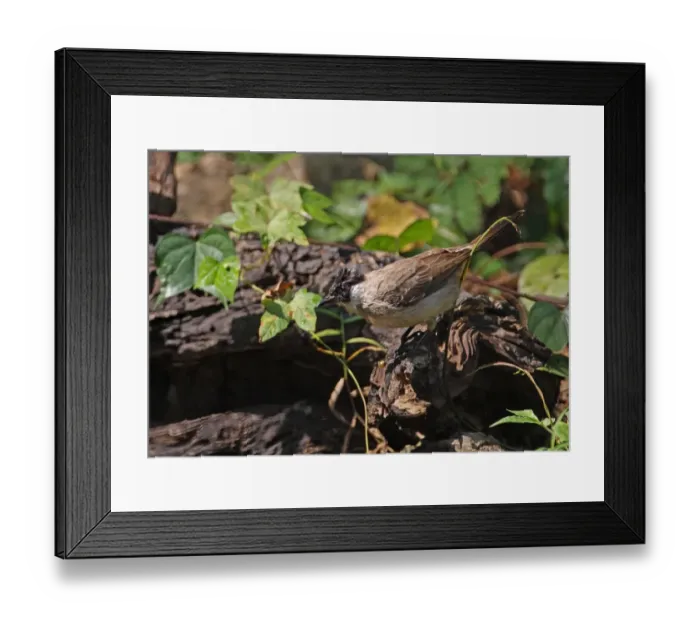 Framed Print : Sooty-headed Bulbul (Pycnonotus aurigaster) adult, wet after bathing, perched on log, Kaeng Krachan N. P. Thailand, january Framed Print : Sooty-headed Bulbul (Pycnonotus aurigaster) adult, wet after bathing, perched on log, Kaeng Krachan N. P. Thailand, january