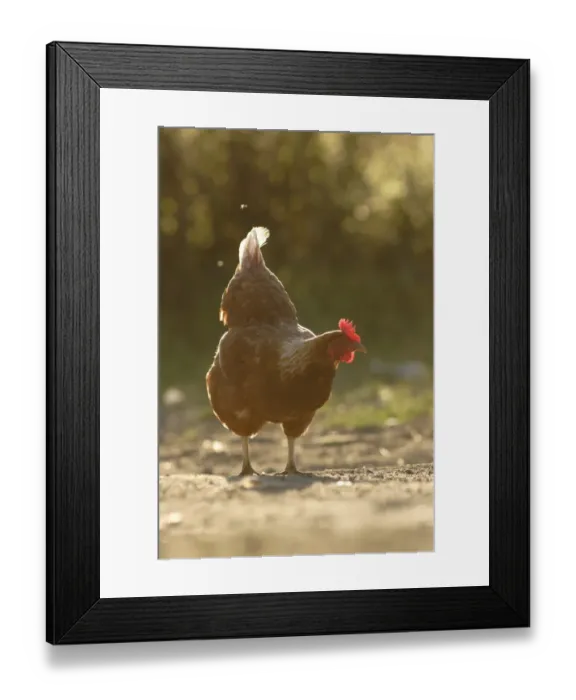 Framed Print : Domestic Chicken, freerange hen, backlit on organic farm, Swillington Organic Farm, West Yorkshire, England, july Framed Print : Domestic Chicken, freerange hen, backlit on organic farm, Swillington Organic Farm, West Yorkshire, England, july