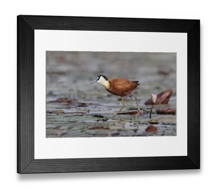 Framed Print : African Jacana (Actophilornis africanus) adult, walking on waterlily pads in wetland, Okavango Delta, Botswana
