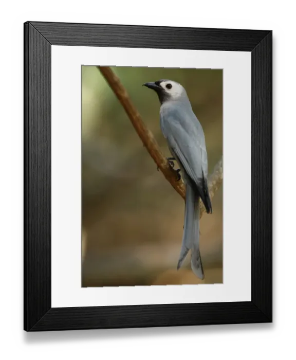 Framed Print : Ashy Drongo (Dicrurus leucophaeus leucogenis) adult, perched on branch, Kaeng Krachan N. P. Thailand, february Framed Print : Ashy Drongo (Dicrurus leucophaeus leucogenis) adult, perched on branch, Kaeng Krachan N. P. Thailand, february