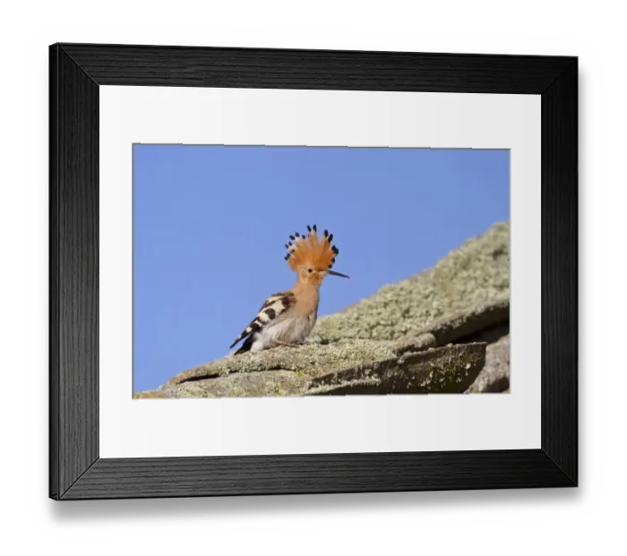 Framed Print : Eurasian Hoopoe (Upupa epops) adult, with crest raised, standing on old roof, Spain Framed Print : Eurasian Hoopoe (Upupa epops) adult, with crest raised, standing on old roof, Spain