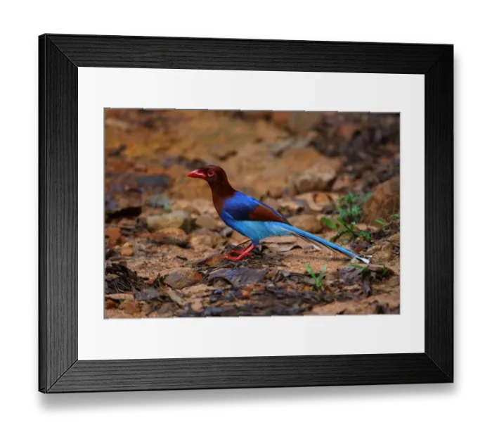 Framed Print : Ceylon Magpie (Urocissa ornata) adult, standing on ground, Sri Lanka, december Framed Print : Ceylon Magpie (Urocissa ornata) adult, standing on ground, Sri Lanka, december