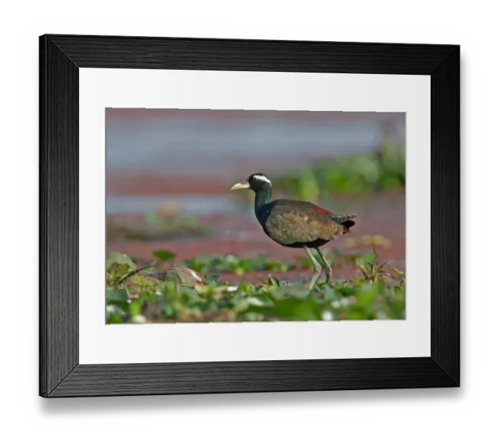 Framed Print : Bronze-winged Jacana (Metopidius indicus) adult, standing on Water Hyacinth (Eichhornia sp. ), Dibru-Saikhowa N. P. Assam, India, february Framed Print : Bronze-winged Jacana (Metopidius indicus) adult, standing on Water Hyacinth (Eichhornia sp. ), Dibru-Saikhowa N. P. Assam, India, february