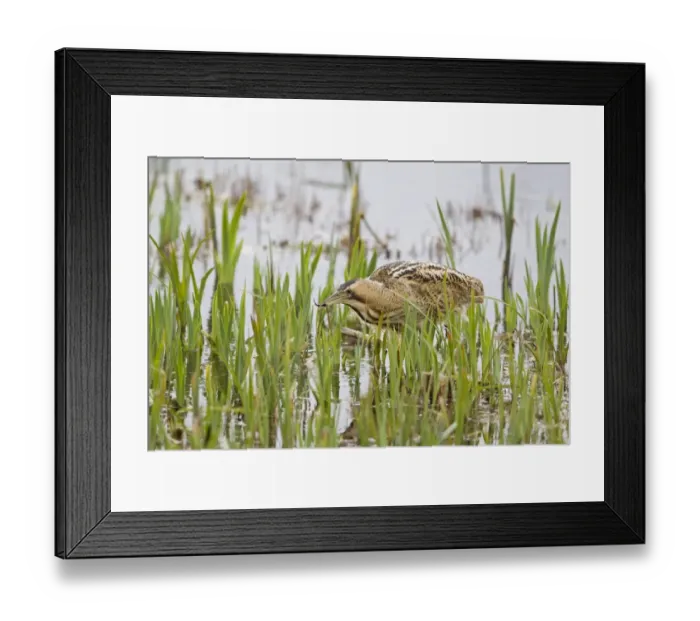 Framed Print : Great Bittern (Botaurus stellaris) adult, feeding, with Three-spined Stickleback (Gasterosteus aculeatus) prey in beak, Minsmere RSPB Reserve, Suffolk, England, april Framed Print : Great Bittern (Botaurus stellaris) adult, feeding, with Three-spined Stickleback (Gasterosteus aculeatus) prey in beak, Minsmere RSPB Reserve, Suffolk, England, april