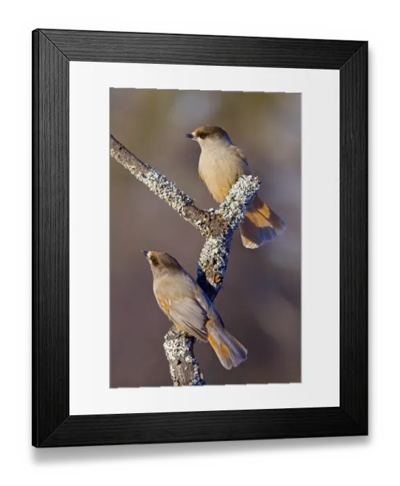 Framed Print : Siberian Jay (Perisoreus infaustus) adult pair, perched on branch, Finnish Lapland, Finland, march