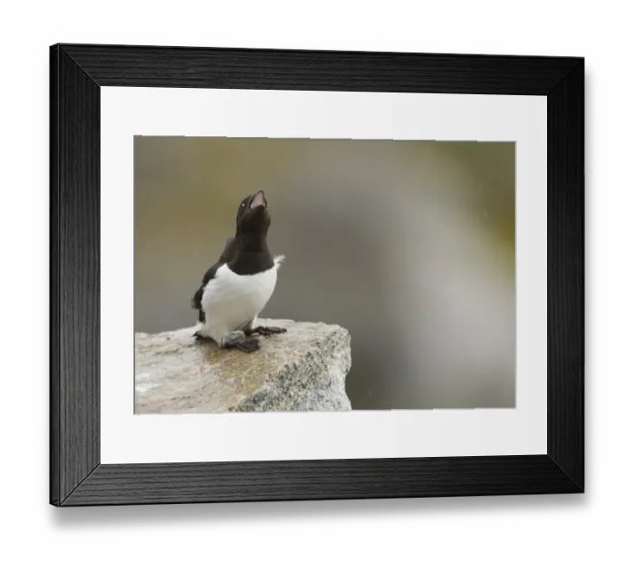 Framed Print : Little Auk (Alle alle) adult, summer plumage, calling, sitting on rock, Svalbard, july