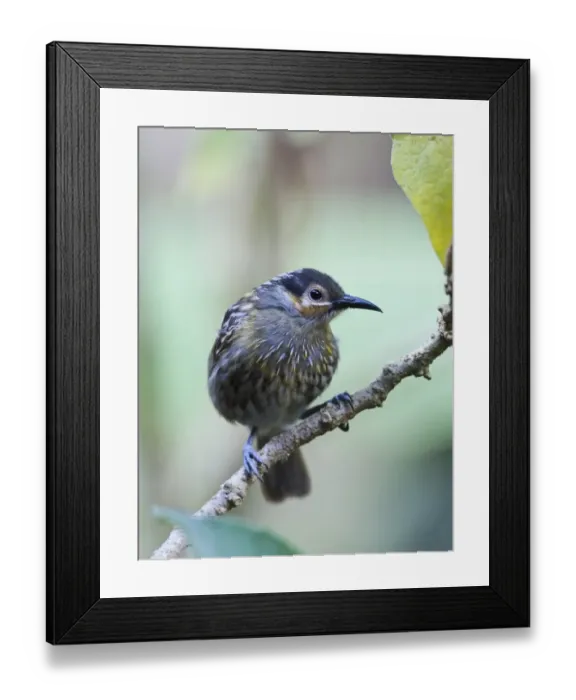 Framed Print : Macleay's Honeyeater (Xanthotis macleayana) adult, perched on twig, Cairns, Queensland, Australia Framed Print : Macleay's Honeyeater (Xanthotis macleayana) adult, perched on twig, Cairns, Queensland, Australia