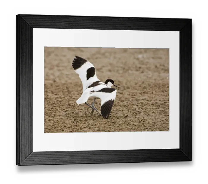 Framed Print : Eurasian Avocet (Recurvirostra avocetta) adult, in broken wing distraction display, attempting to lead intruder away from nest, Salthouse, Norfolk, England, may Framed Print : Eurasian Avocet (Recurvirostra avocetta) adult, in broken wing distraction display, attempting to lead intruder away from nest, Salthouse, Norfolk, England, may