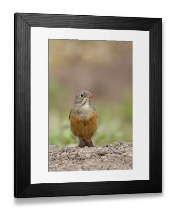 Framed Print : Ortolan Bunting (Emberiza hortulana) adult male, standing on ground, Bulgaria, may