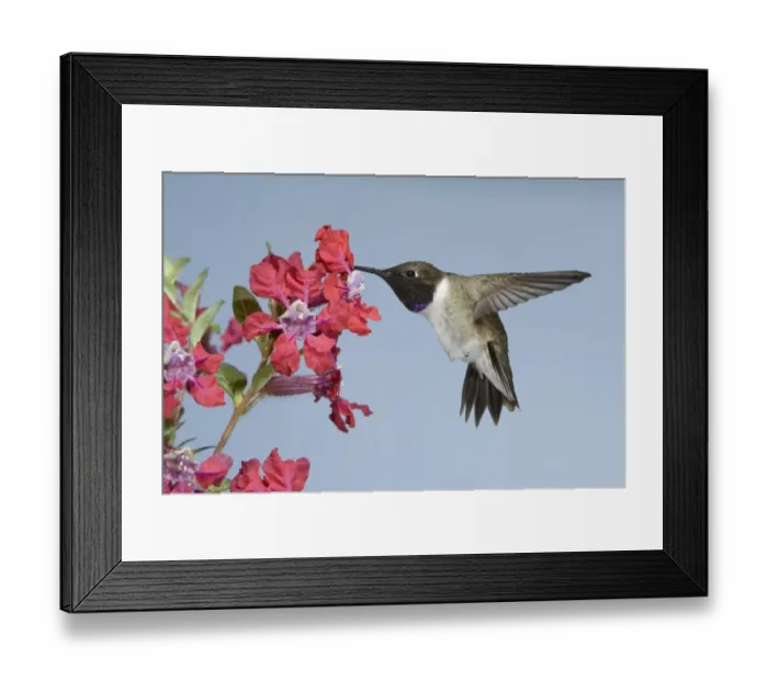 Framed Print : Black-chinned Hummingbird (Archilochus alexandri) adult male, in flight, feeding at flower, British Columbia, Canada, may Framed Print : Black-chinned Hummingbird (Archilochus alexandri) adult male, in flight, feeding at flower, British Columbia, Canada, may