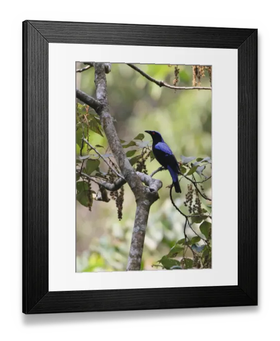 Framed Print : Asian Fairy-bluebird (Irena puella) adult male, perched in tree, Kaeng Krachan N. P. Thailand, february Framed Print : Asian Fairy-bluebird (Irena puella) adult male, perched in tree, Kaeng Krachan N. P. Thailand, february