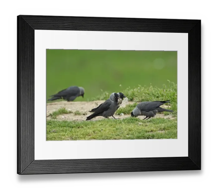 Framed Print : Jackdaw (Corvus monedula soemmerringii) Nordic race, four adults, collecting nesting material, Tulcea, Danube Delta, Dobrogea, Romania, may Framed Print : Jackdaw (Corvus monedula soemmerringii) Nordic race, four adults, collecting nesting material, Tulcea, Danube Delta, Dobrogea, Romania, may