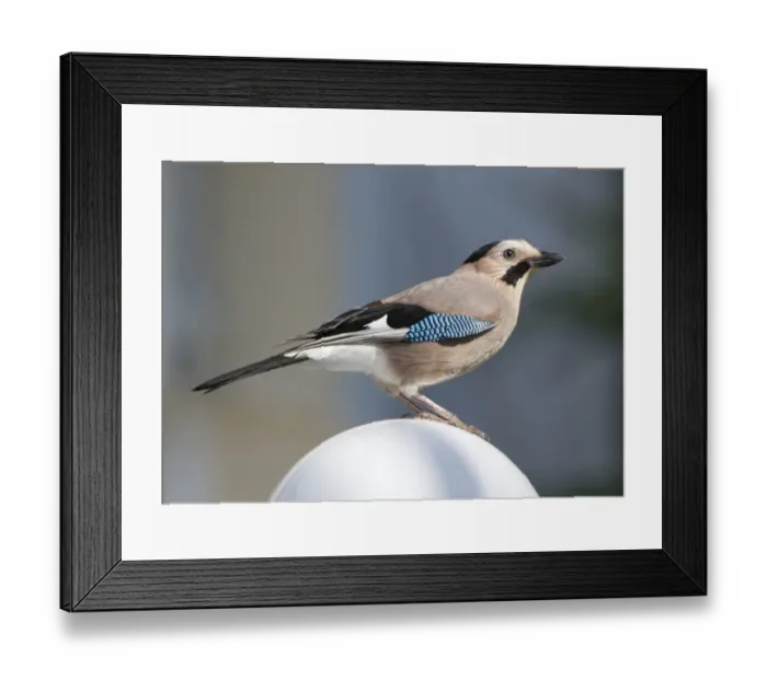 Framed Print : Eurasian Jay (Garrulus glandarius atricapillus) Middle East race, adult, perched on garden light, Lesvos, Greece, may Framed Print : Eurasian Jay (Garrulus glandarius atricapillus) Middle East race, adult, perched on garden light, Lesvos, Greece, may