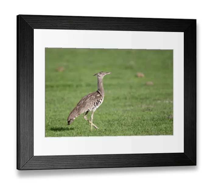 Framed Print : Kori Bustard (Ardeotis kori) adul male, walking on grass, Okavango Delta, Botswana Framed Print : Kori Bustard (Ardeotis kori) adul male, walking on grass, Okavango Delta, Botswana
