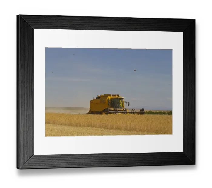 Framed Print : Lesser Kestrel (Falco naumanni) four adults, in flight, feeding over barley field, attracted to insects disturbed by combine harvester during harvest, Northern Spain, july Framed Print : Lesser Kestrel (Falco naumanni) four adults, in flight, feeding over barley field, attracted to insects disturbed by combine harvester during harvest, Northern Spain, july