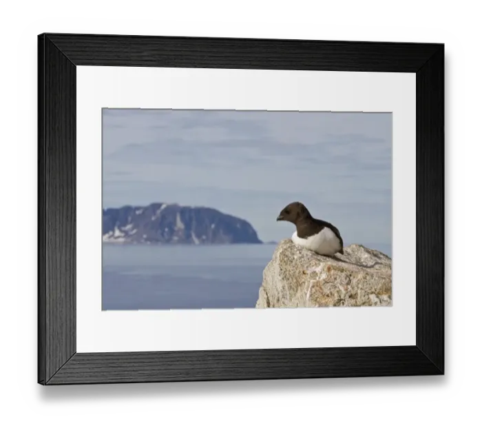 Framed Print : Little Auk (Alle alle) adult, summer plumage, sitting on rock in coastal habitat, Spitzbergen, Svalbard, july Framed Print : Little Auk (Alle alle) adult, summer plumage, sitting on rock in coastal habitat, Spitzbergen, Svalbard, july