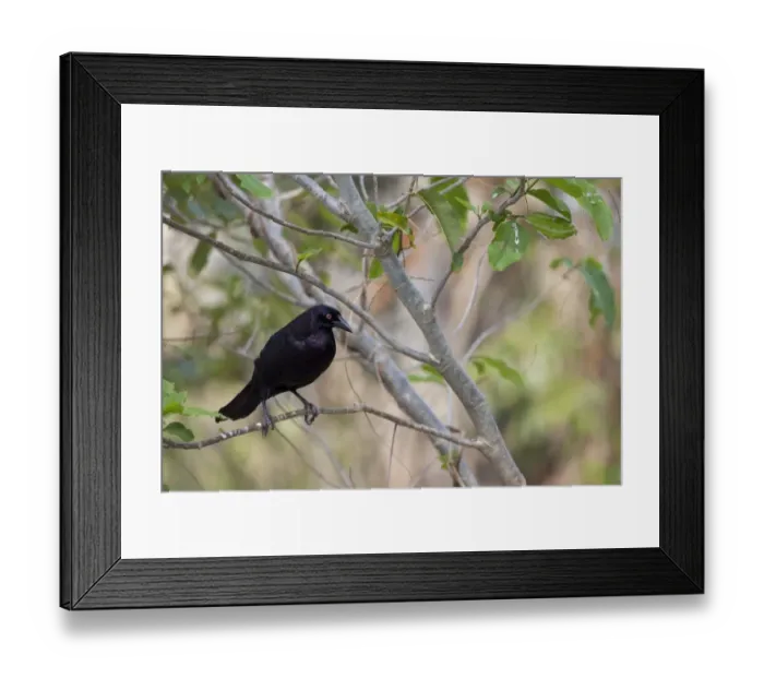 Framed Print : Giant Cowbird (Molothrus oryzivorus) adult, perched on twig, Pantanal, Mato Grosso, Brazil Framed Print : Giant Cowbird (Molothrus oryzivorus) adult, perched on twig, Pantanal, Mato Grosso, Brazil
