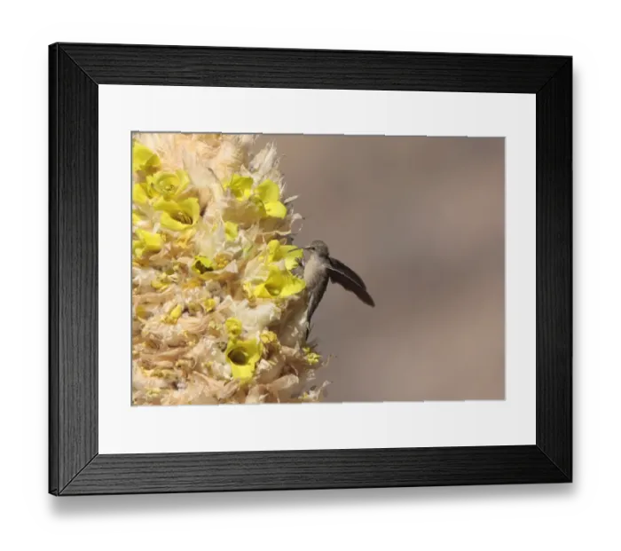 Framed Print : Andean Hillstar (Oreotrochilus estella) adult female, feeding on flowers, perched as standard energy saving behaviour at 3500m altitude, Santa Victoria Road, Jujuy, Argentina, august Framed Print : Andean Hillstar (Oreotrochilus estella) adult female, feeding on flowers, perched as standard energy saving behaviour at 3500m altitude, Santa Victoria Road, Jujuy, Argentina, august