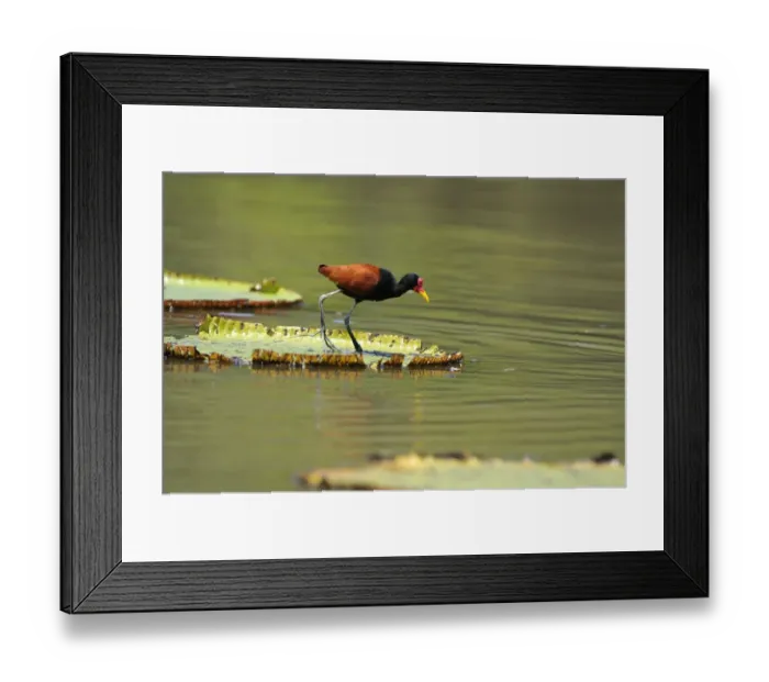 Framed Print : Wattled Jacana (Jacana jacana) adult, walking on giant waterlily leaf, Rupununi, Guyana Framed Print : Wattled Jacana (Jacana jacana) adult, walking on giant waterlily leaf, Rupununi, Guyana