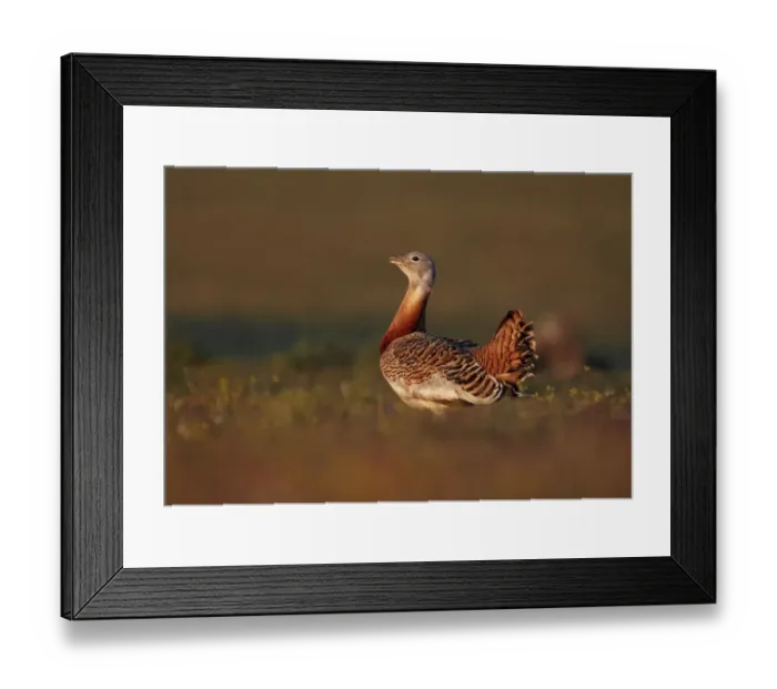 Framed Print : Great Bustard (Otis tarda) adult male, standing in evening sunlight, Extremadura, Spain, april Framed Print : Great Bustard (Otis tarda) adult male, standing in evening sunlight, Extremadura, Spain, april