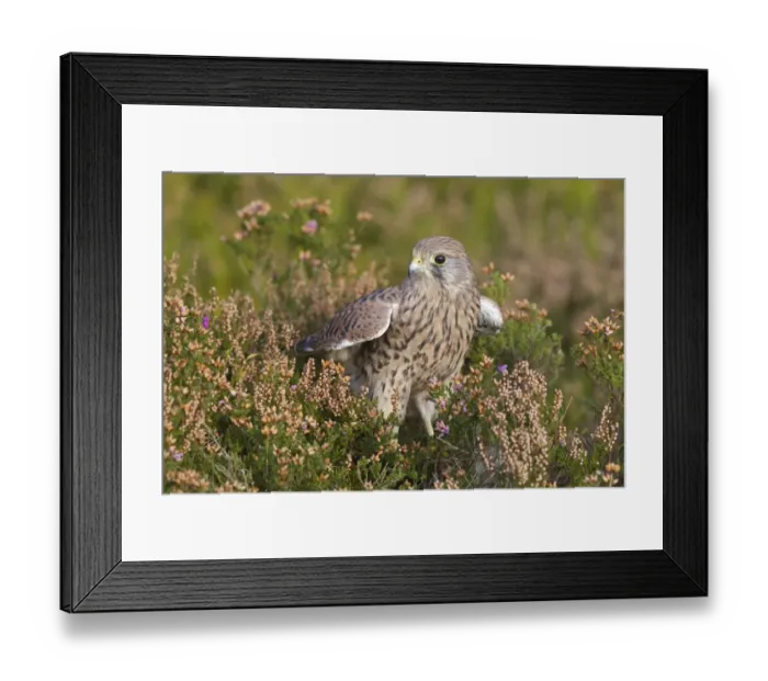 Framed Print : Common Kestrel (Falco tinnunculus) adult female, with wings unfolded, standing amongst heather, Berwickshire, Scottish Borders, Scotland, october (captive) Framed Print : Common Kestrel (Falco tinnunculus) adult female, with wings unfolded, standing amongst heather, Berwickshire, Scottish Borders, Scotland, october (captive)