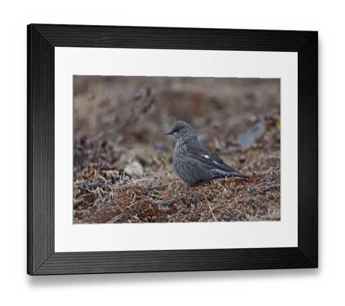 Framed Print : Grandala (Grandala coelicolor) adult female, standing on slope, Sela Pass, Arunachal Pradesh, India, january Framed Print : Grandala (Grandala coelicolor) adult female, standing on slope, Sela Pass, Arunachal Pradesh, India, january