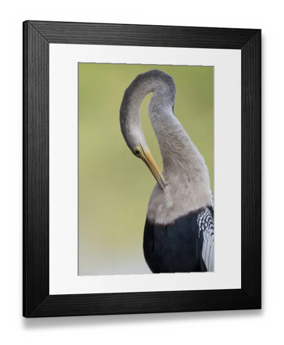 Framed Print : Anhinga (Anhinga anhinga) adult female, preening chest feathers, close-up of head and neck, Pantanal, Mato Grosso, Brazil Framed Print : Anhinga (Anhinga anhinga) adult female, preening chest feathers, close-up of head and neck, Pantanal, Mato Grosso, Brazil