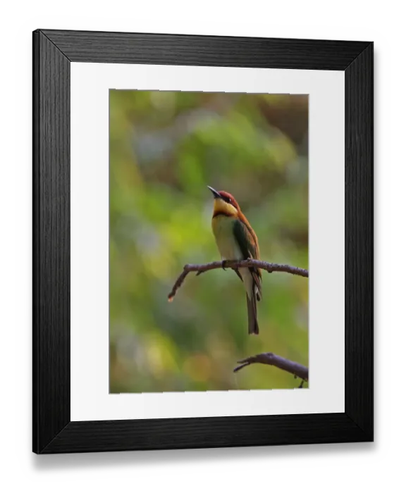 Framed Print : Chestnut-headed Bee-eater (Merops leschenaulti) adult, perched on twig, Kaeng Krachan N. P. Thailand, february