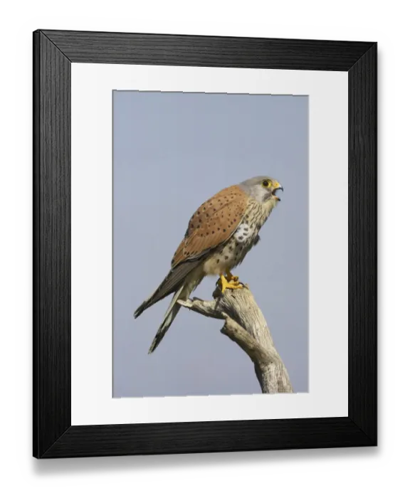 Framed Print : Common Kestrel (Falco tinnunculus) adult male, calling, perched on branch, Extremadura, Spain