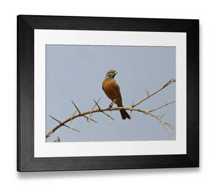 Framed Print : Cinnamon-breasted Bunting (Emberiza tahapisi) adult male, perched on acacia twig, Kenya Framed Print : Cinnamon-breasted Bunting (Emberiza tahapisi) adult male, perched on acacia twig, Kenya