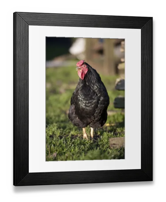 Framed Print : Domestic Chicken, Black Wyandotte cockerel, standing in field, Chipping, Lancashire, England, november Framed Print : Domestic Chicken, Black Wyandotte cockerel, standing in field, Chipping, Lancashire, England, november
