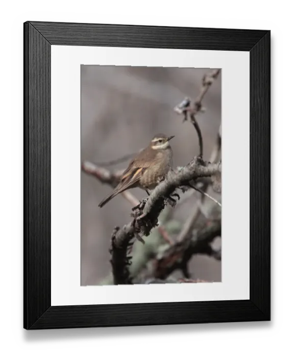 Framed Print : Bar-winged Cinclodes (Cinclodes fuscus) adult, perched on branch, Rio Hermoso Lodge, Neuquen, Argentina, october