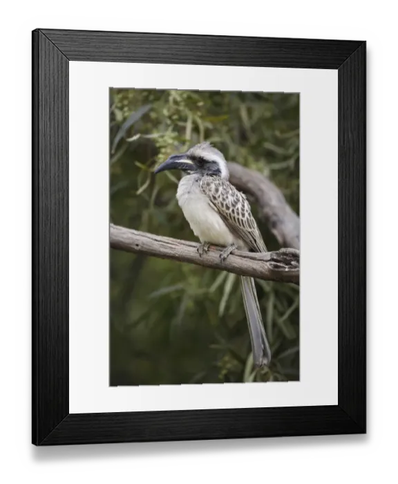 Framed Print : African Grey Hornbill (Tockus nasutus) adult, perched on branch, Pilanesberg N. P. North West Province, South Africa Framed Print : African Grey Hornbill (Tockus nasutus) adult, perched on branch, Pilanesberg N. P. North West Province, South Africa