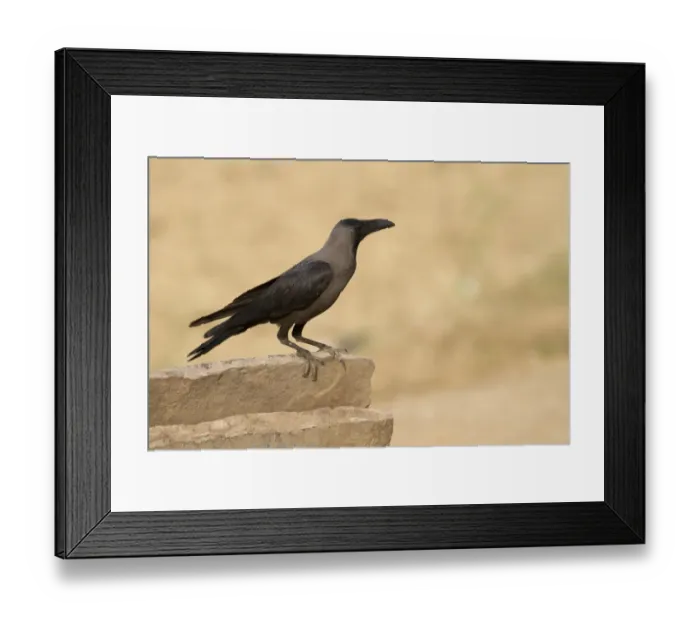 Framed Print : House Crow (Corvus splendens) adult, perched on wall, Madhya Pradesh, India Framed Print : House Crow (Corvus splendens) adult, perched on wall, Madhya Pradesh, India