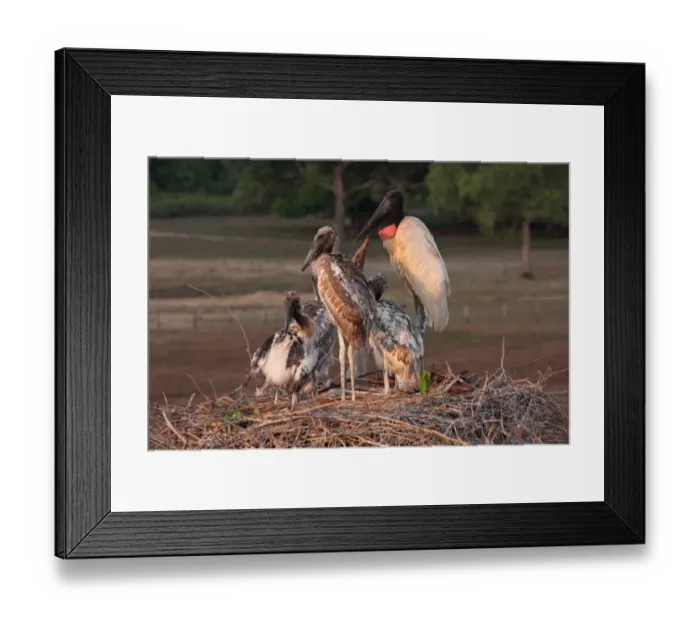 Framed Print : Jabiru (Jabiru mycteria) adult with four chicks at nest, Pantanal Wildlife Centre, Mato Grosso, Brazil, september Framed Print : Jabiru (Jabiru mycteria) adult with four chicks at nest, Pantanal Wildlife Centre, Mato Grosso, Brazil, september