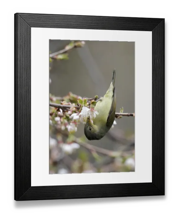 Framed Print : Gould's Sunbird (Aethopyga gouldiae) adult female, feeding on nectar in flowering tree, Yunnan, China, april