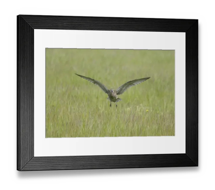 Framed Print : Eurasian Curlew (Numenius arquata) adult, calling in flight, landing on breeding ground, Mainland, Orkney, Scotland, june Framed Print : Eurasian Curlew (Numenius arquata) adult, calling in flight, landing on breeding ground, Mainland, Orkney, Scotland, june
