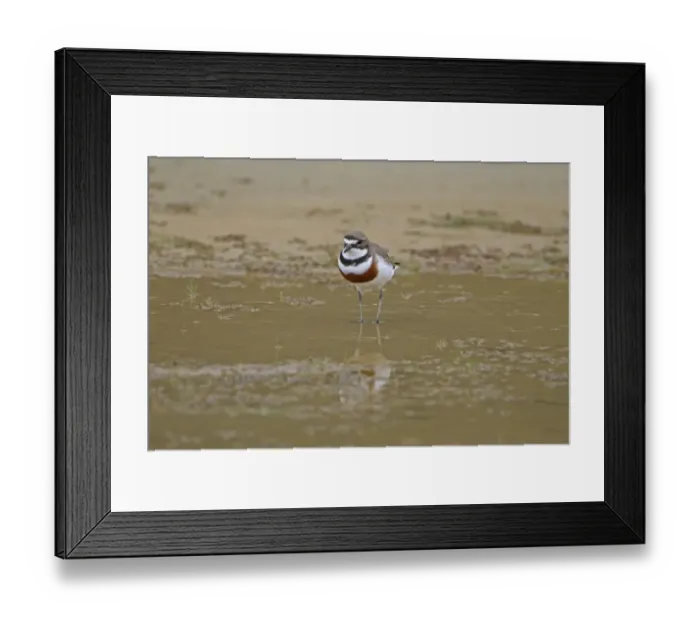Framed Print : Double-banded Plover (Charadrius bicinctus) adult, breeding plumage, standing in shallow water, New Zealand, november Framed Print : Double-banded Plover (Charadrius bicinctus) adult, breeding plumage, standing in shallow water, New Zealand, november