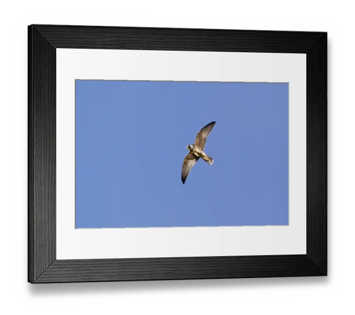 Framed Print : Eurasian Hobby (Falco subbuteo) juvenile, in flight, feeding on dragonfly prey, Minsmere RSPB Reserve, Suffolk, England, october Framed Print : Eurasian Hobby (Falco subbuteo) juvenile, in flight, feeding on dragonfly prey, Minsmere RSPB Reserve, Suffolk, England, october