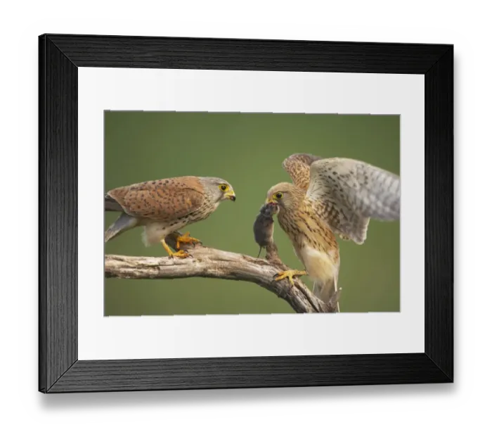 Framed Print : Common Kestrel (Falco tinnunculus) adult pair, male passing food to female, perched on branch, Hungary Framed Print : Common Kestrel (Falco tinnunculus) adult pair, male passing food to female, perched on branch, Hungary