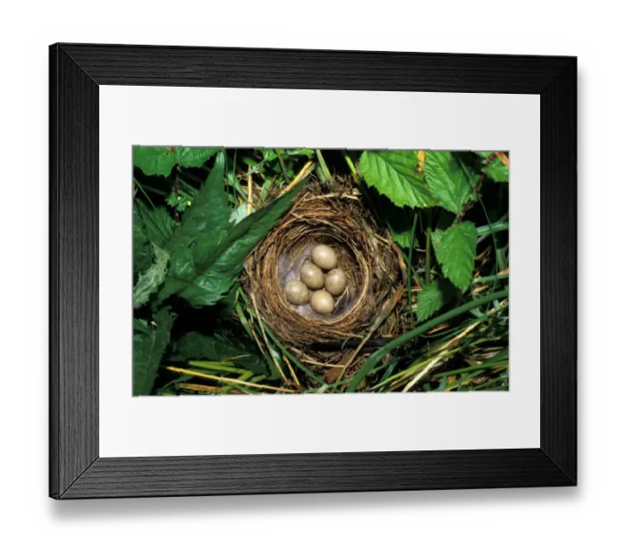 Framed Print : Sedge Warbler (Acrocephalus schoenobaenus) Nest containing five eggs