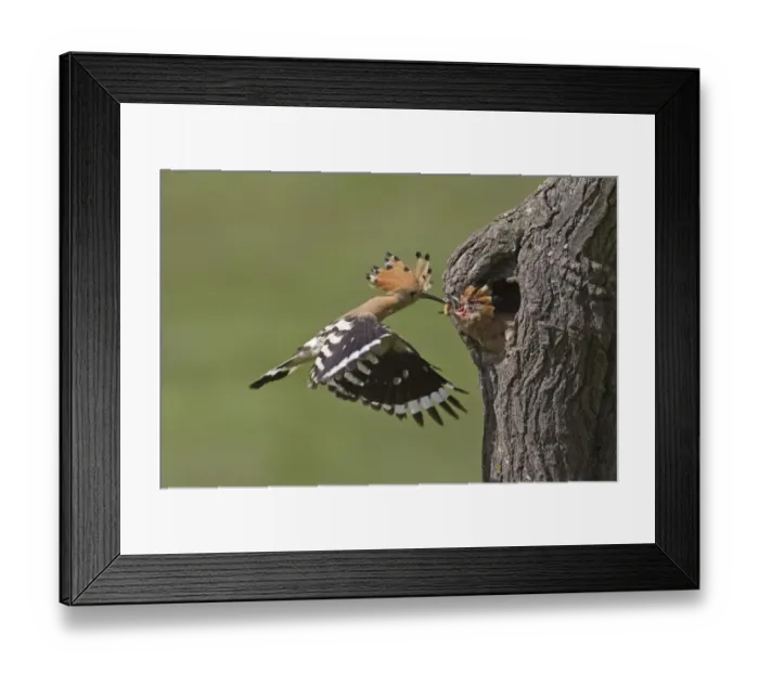 Framed Print : Hoopoe (Upupa epops) adult, in flight, feeding chick at nesthole entrance, Bulgaria, may Framed Print : Hoopoe (Upupa epops) adult, in flight, feeding chick at nesthole entrance, Bulgaria, may