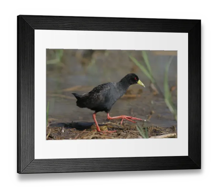 Framed Print : Black Crake (Amaurornis flavirostris) adult, walking at edge of water, Kenya Framed Print : Black Crake (Amaurornis flavirostris) adult, walking at edge of water, Kenya