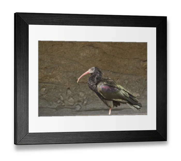 Framed Print : Northern Bald Ibis (Geronticus eremita) adult, standing, Apenheul (captive) Framed Print : Northern Bald Ibis (Geronticus eremita) adult, standing, Apenheul (captive)