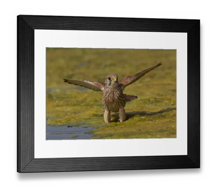 Framed Print : Common Kestrel (Falco tinnunculus) immature male, first summer plumage, landing on algal mat in pond, Norfolk, England, april Framed Print : Common Kestrel (Falco tinnunculus) immature male, first summer plumage, landing on algal mat in pond, Norfolk, England, april