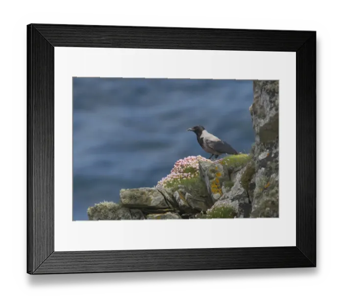 Framed Print : Hooded Crow (Corvus corone cornix) adult, standing on sea cliff with flowering thrift, Sumburgh Head RSPB Reserve, Mainland, Shetland Islands, Scotland Framed Print : Hooded Crow (Corvus corone cornix) adult, standing on sea cliff with flowering thrift, Sumburgh Head RSPB Reserve, Mainland, Shetland Islands, Scotland