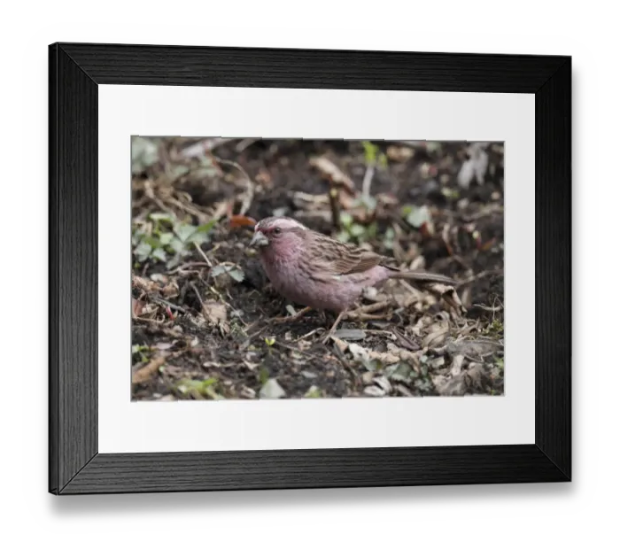 Framed Print : Beautiful Rosefinch (Carpodacus pulcherrimus) adult male, foraging on ground, Yunnan, China, may Framed Print : Beautiful Rosefinch (Carpodacus pulcherrimus) adult male, foraging on ground, Yunnan, China, may