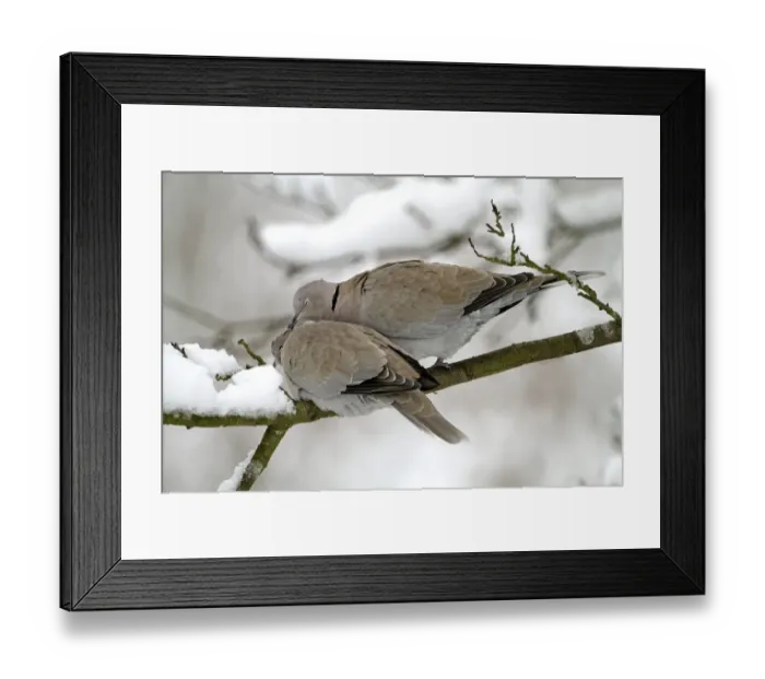 Framed Print : Eurasian Collared Dove (Streptopelia decaocto) adult pair, courtship preening, perched on snow covered branch, West Sussex, England, january Framed Print : Eurasian Collared Dove (Streptopelia decaocto) adult pair, courtship preening, perched on snow covered branch, West Sussex, England, january