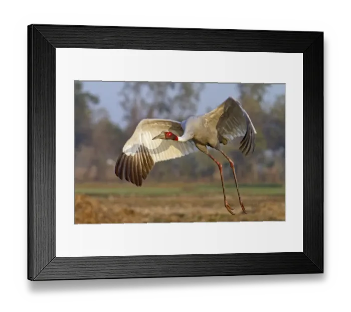 Framed Print : Sarus Crane (Grus antigone) adult, in flight, taking off, Rajasthan, India, january