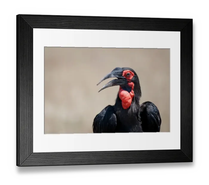 Framed Print : Southern Ground Hornbill (Bucorvus leadbeateri) adult, close-up of head and neck, Masai Mara, Kenya Framed Print : Southern Ground Hornbill (Bucorvus leadbeateri) adult, close-up of head and neck, Masai Mara, Kenya